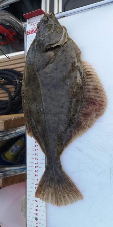 3 lb 4 oz Flounder by Unknown