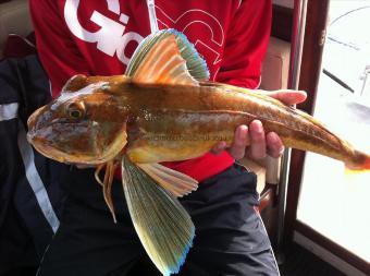 6 lb 3 oz Tub Gurnard by unknown