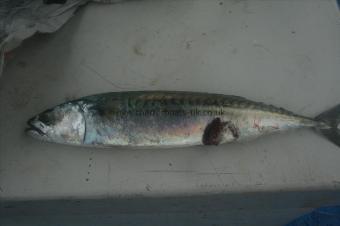 1 lb Mackerel by Skipper
