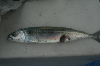 1 lb Mackerel by Skipper