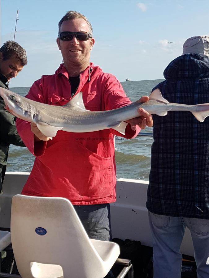 5 lb Starry Smooth-hound by Pete