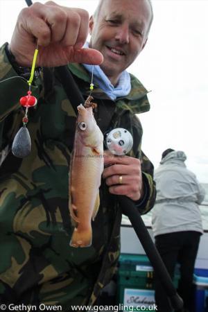 1 lb Cuckoo Wrasse by Neil