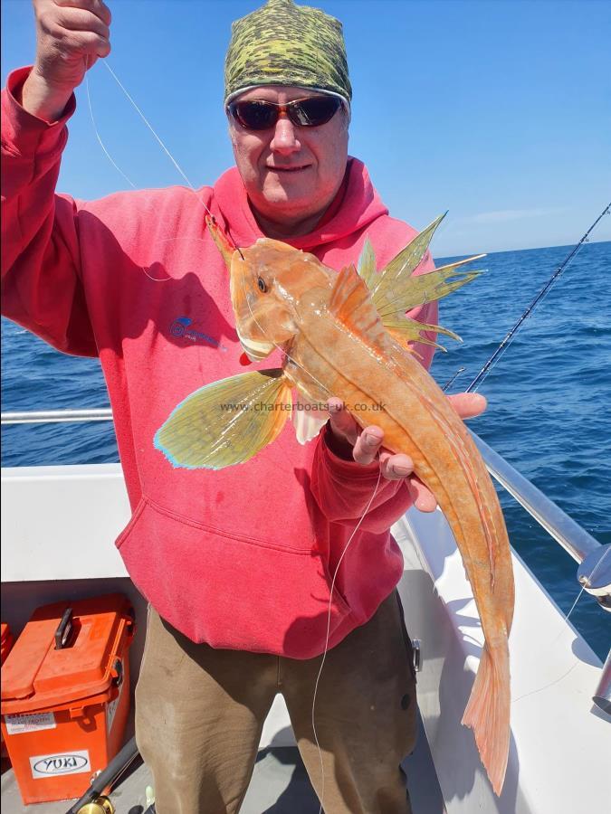 4 lb Tub Gurnard by Mark Turner