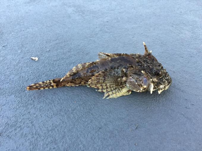 5 oz Short-spined Sea Scorpion by Unknown