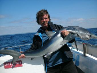 80 lb Blue Shark by Unknown