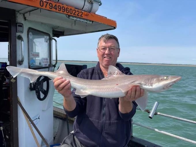 7 lb Smooth-hound by Unknown