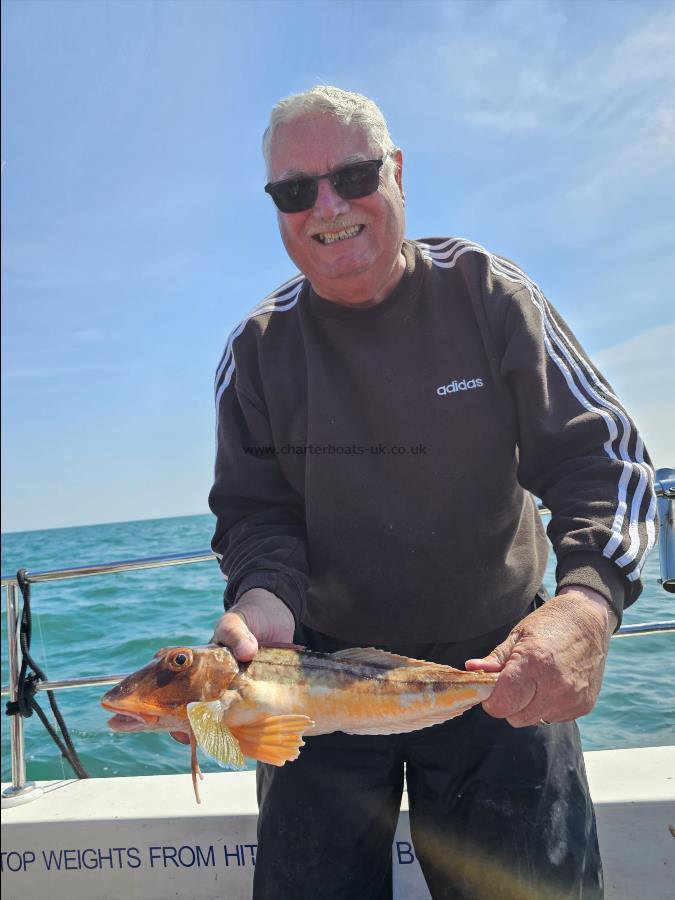 2 lb 5 oz Tub Gurnard by Phill Waddington