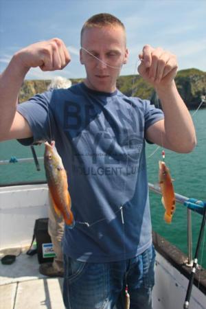 1 lb Cuckoo Wrasse by Paul