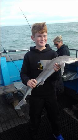 6 lb Smooth-hound (Common) by Unknown