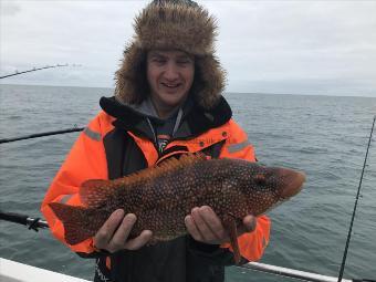 3 lb 10 oz Ballan Wrasse by Chris bulmer