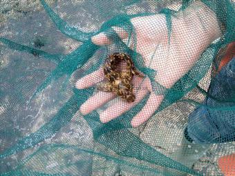 3 oz Tompot Blenny by Freddie