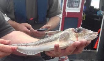 1 lb 4 oz Grey Gurnard by rory