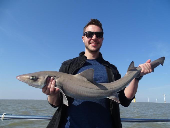 2 oz Smooth-hound by Unknown
