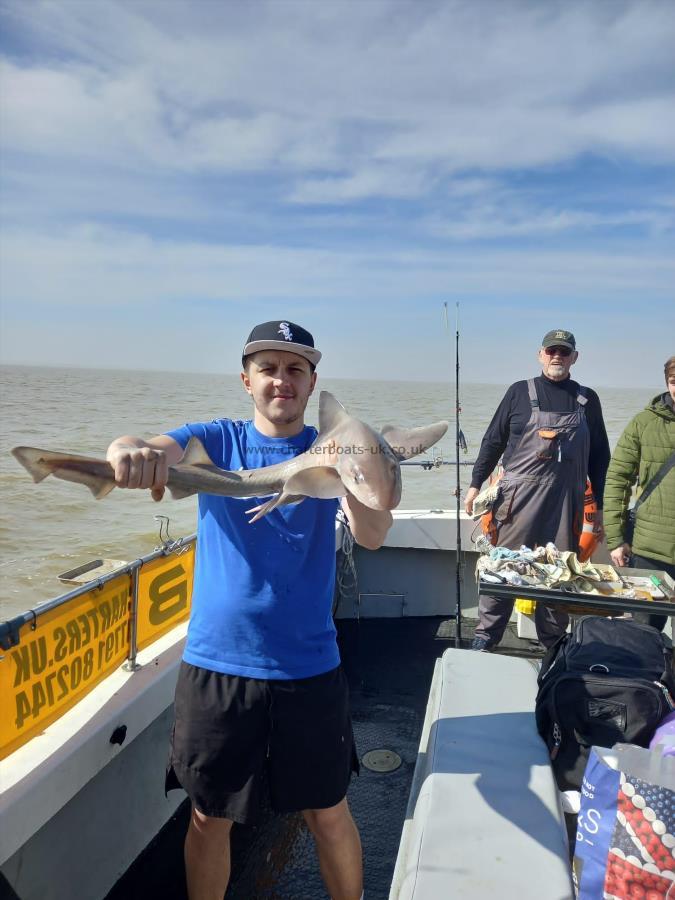 5 lb Smooth-hound by Unknown