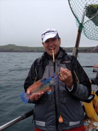 1 lb 8 oz Cuckoo Wrasse by Martin England Team