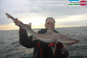 12 lb Starry Smooth-hound by Mark