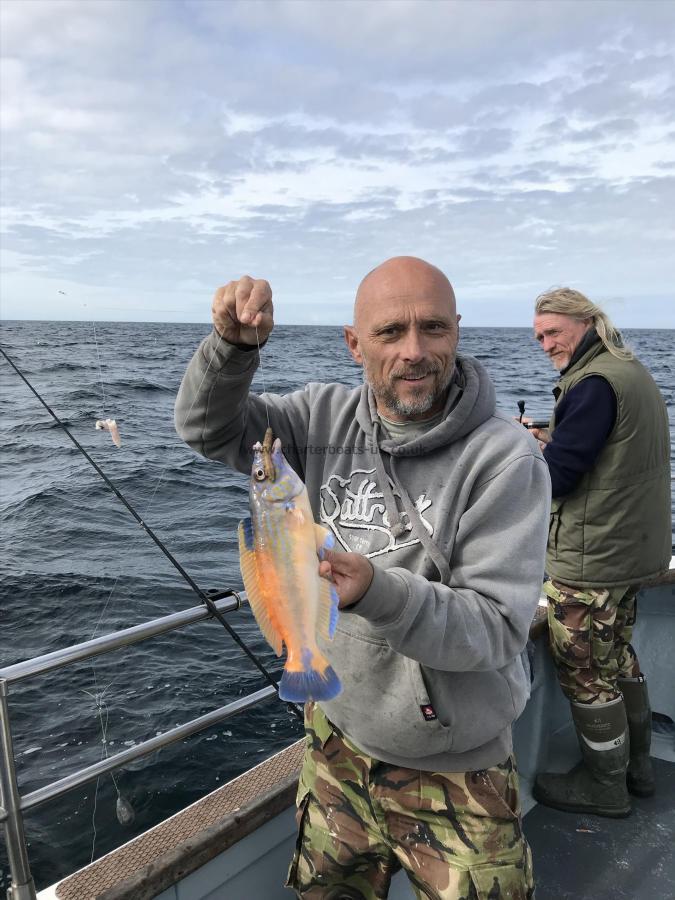 1 lb 12 oz Cuckoo Wrasse by Bryan