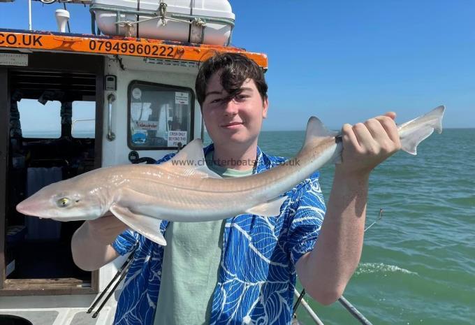 6 lb Smooth-hound (Common) by Unknown