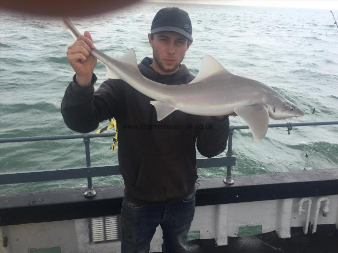 10 lb Starry Smooth-hound by Unknown