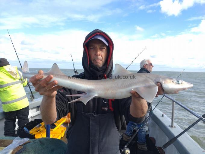 6 lb Smooth-hound (Common) by Paul
