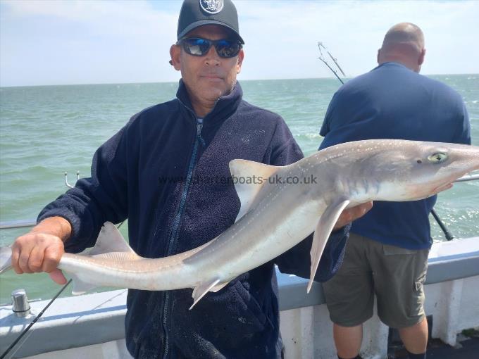 14 lb Smooth-hound (Common) by Curtis