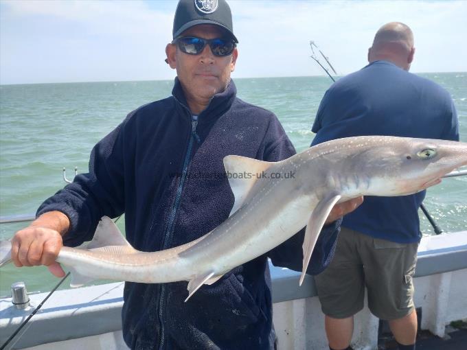 14 lb Smooth-hound by Curtis