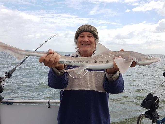 7 lb 5 oz Starry Smooth-hound by Andy