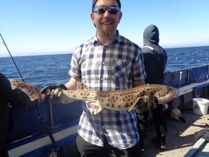 7 lb 1 oz Bull Huss by caught by steve