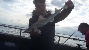6 lb Starry Smooth-hound by Tommy
