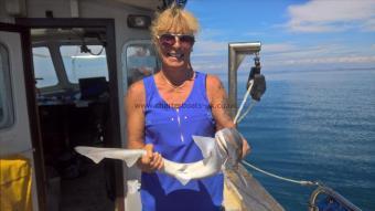 4 lb Smooth-hound by Stephen Wake