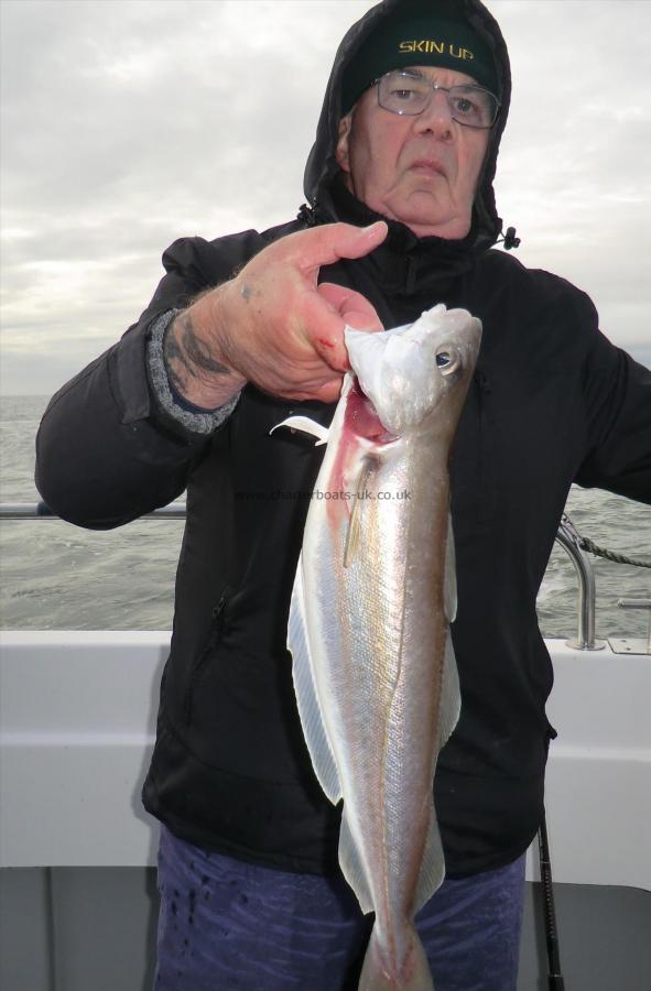 4 lb 2 oz Whiting by Ian Shurry