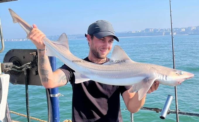 10 lb Starry Smooth-hound by Unknown