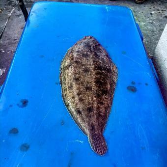 2 lb Sole (Common) by Unknown