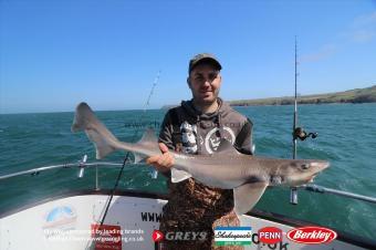 12 lb Starry Smooth-hound by Dave