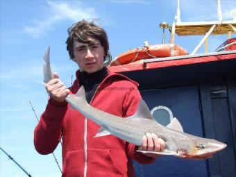 5 lb Starry Smooth-hound by Unknown