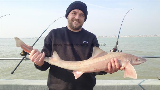 6 lb Starry Smooth-hound by Lee
