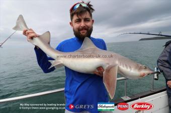 20 lb Starry Smooth-hound by Will