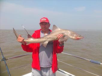 17 lb 4 oz Smooth-hound (Common) by patrick goldsmith