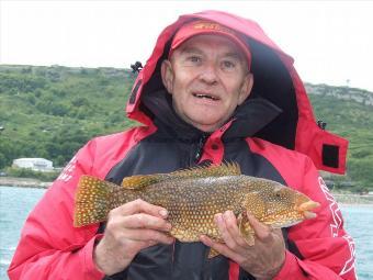 3 lb 8 oz Ballan Wrasse by Dodgey Dave Barton