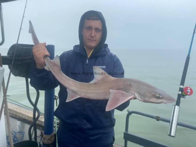 7 lb Starry Smooth-hound by Unknown