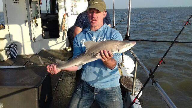 10 lb 7 oz Starry Smooth-hound by Unknown
