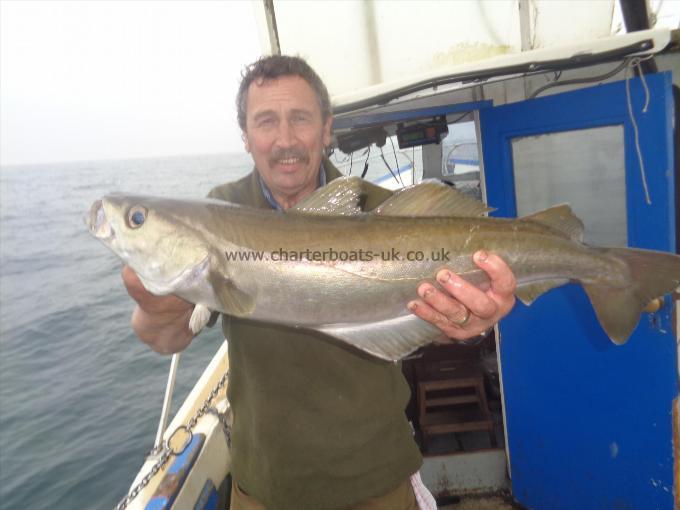 12 lb 6 oz Pollock by one of many caught by barry