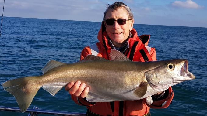 8 lb 12 oz Pollock by Phil