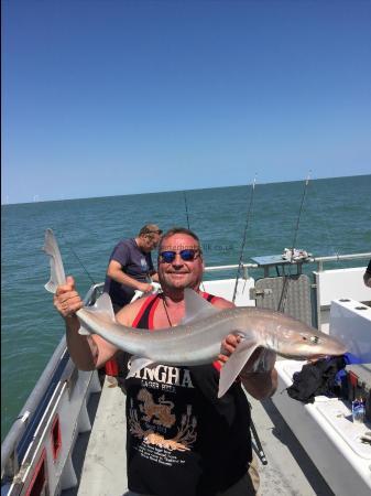 15 lb Starry Smooth-hound by Unknown