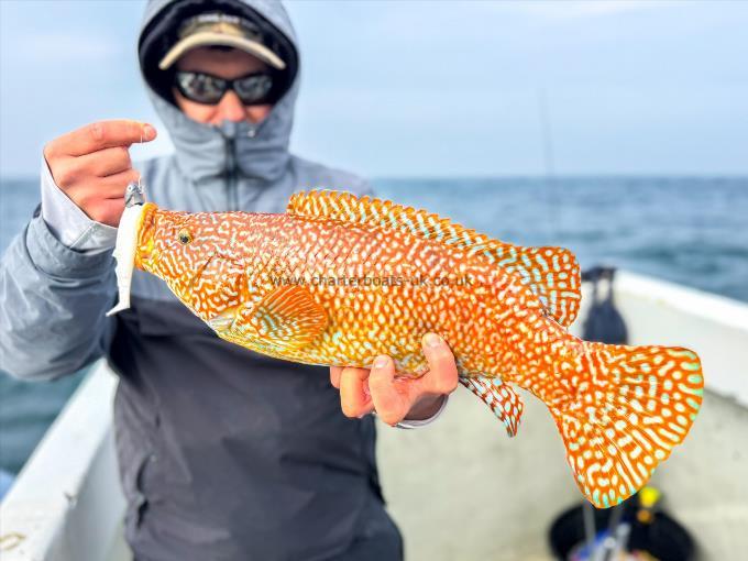 3 lb Ballan Wrasse by Izador