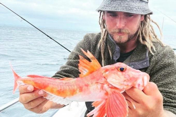 2 lb Red Gurnard by Unknown