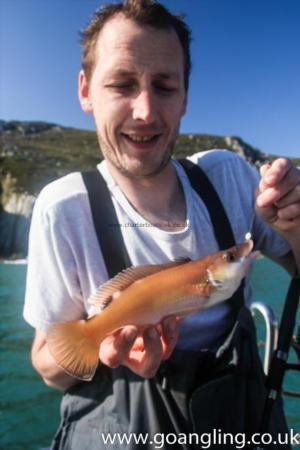 1 lb Cuckoo Wrasse by Mark