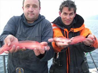 1 lb Red Band Fish by ben