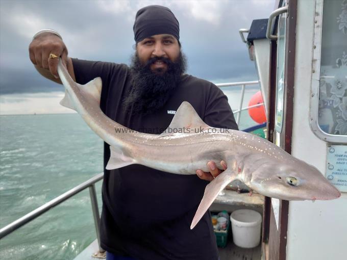 8 lb Smooth-hound (Common) by Samesh