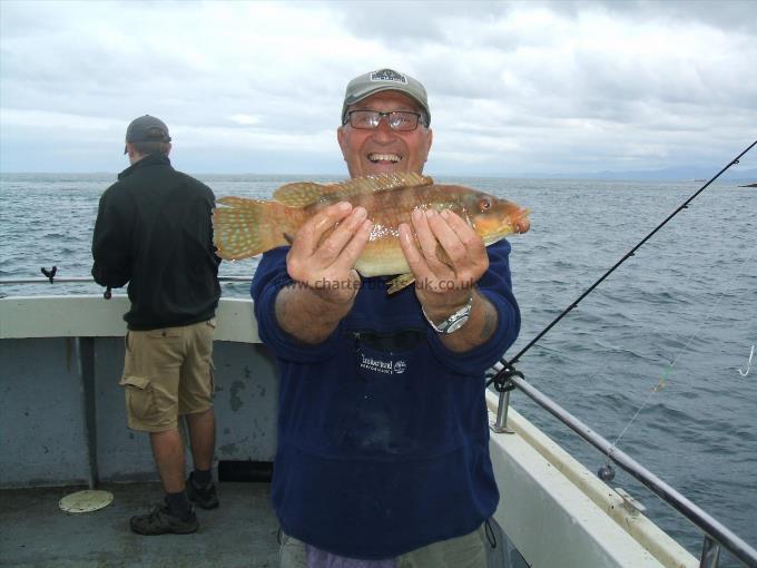 2 lb 9 oz Ballan Wrasse by John